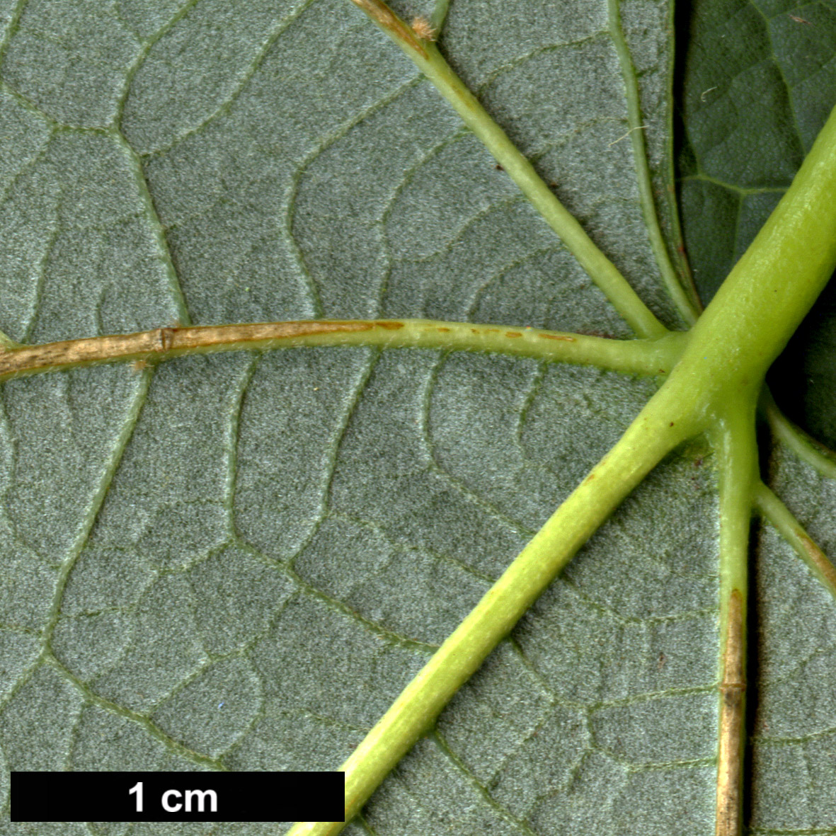 High resolution image: Family: Malvaceae - Genus: Tilia - Taxon: caroliniana - SpeciesSub: subsp. heterophylla